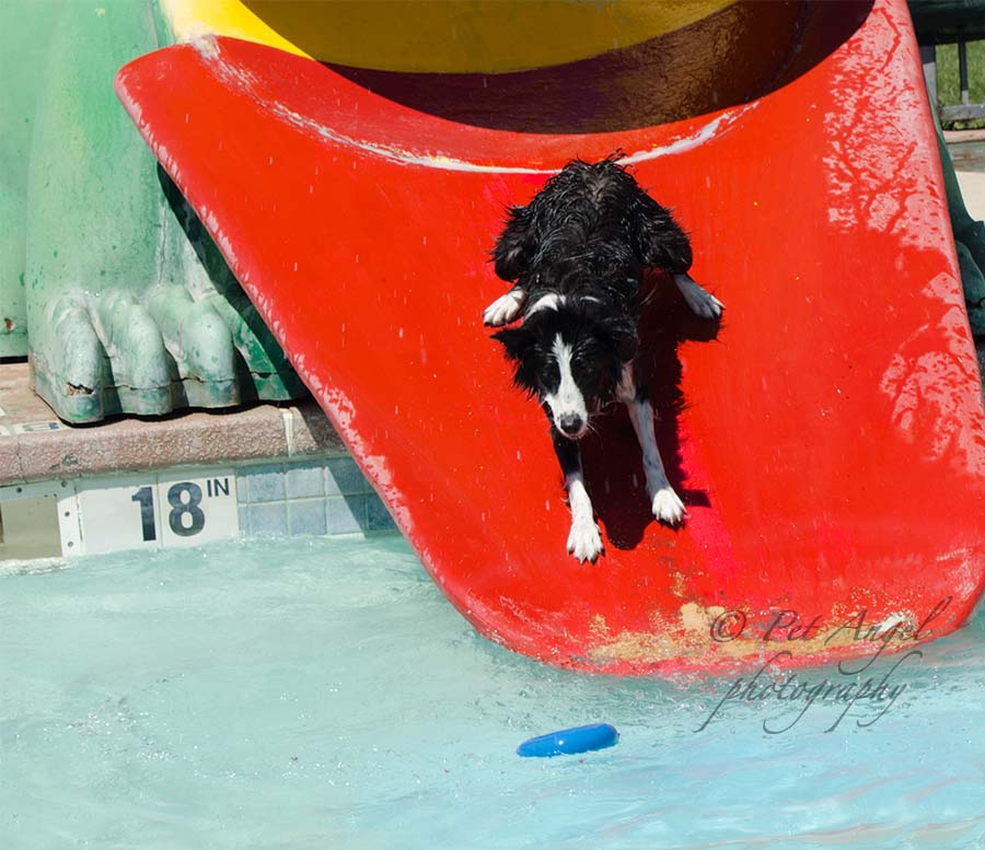 Doggy Dip 2015 in Santa Fe