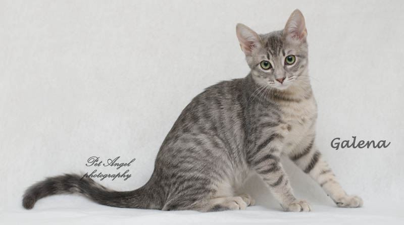 cats for adoption via Felines and Friends New Mexico