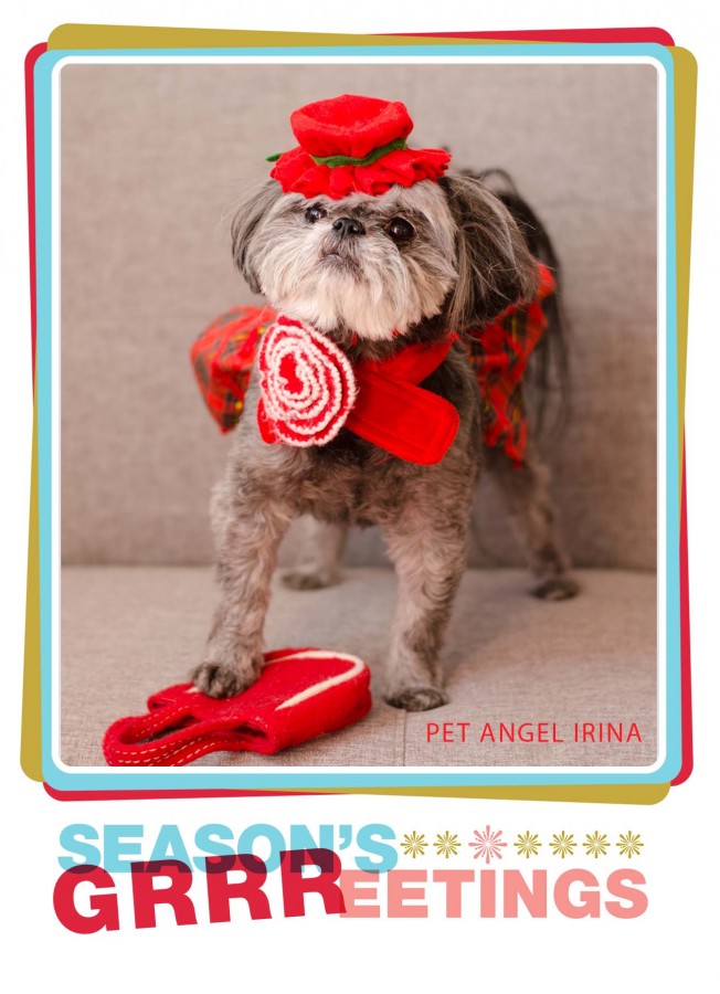 Pet Angel Santa Fe season's greetings card featured dog christmas costume photography