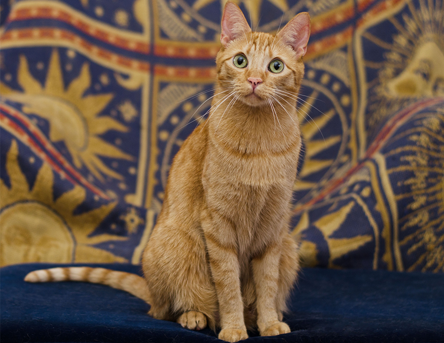 Orange Tubby Cat photograph
