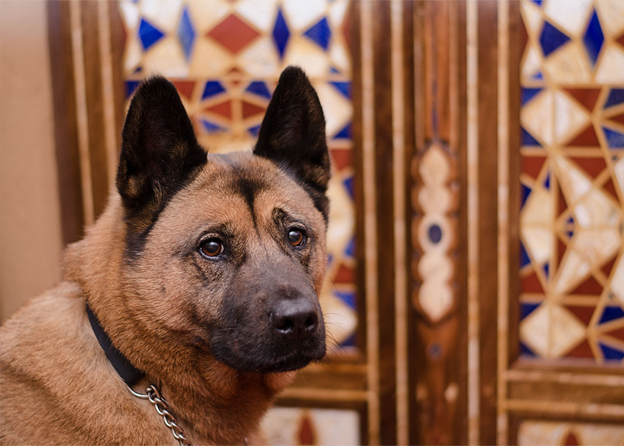 Pet Angel Irina photographed dog Maya at Inn of five Graces in Santa Fe