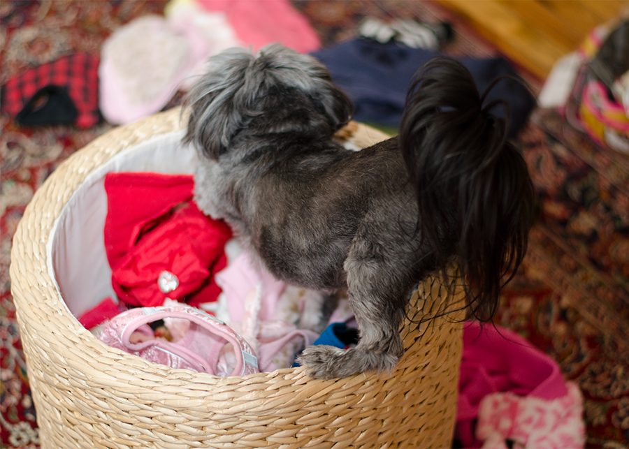 Toy dog yorkiepoo Scarlett is choosing her clothes for a walk in Santa Fe